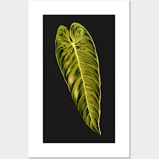 Philodendron melanochrysum leaf botanical illustration Posters and Art